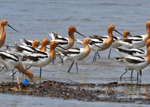 Migratory birds on Texas Gulf Coast