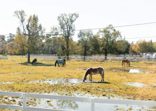 Horses at the Tyrrell Park Stables in Beaumont, TX