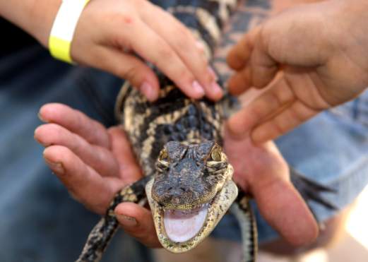 Explore Gator Country