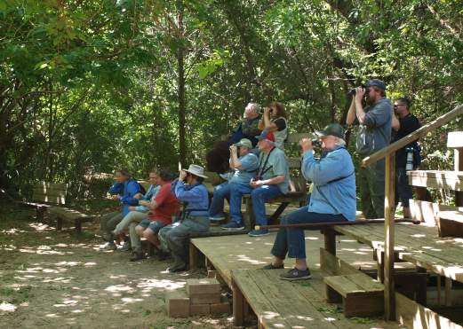Boy Scout Woods at High Island near Beaumont, TX