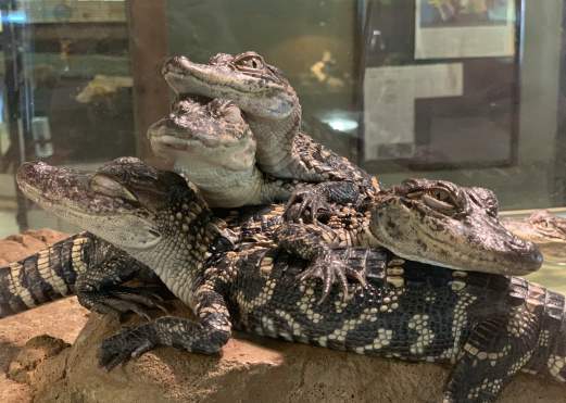 Baby alligators piled up at Gator Country