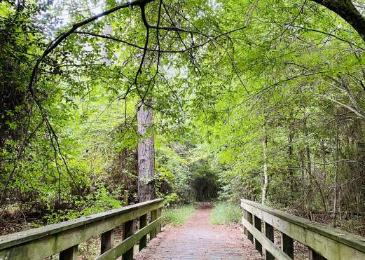 The Best Hiking Trails in the Big Thicket