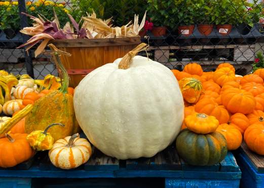Autumn Bucket List