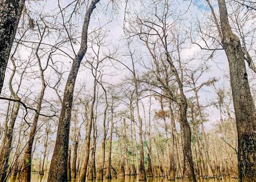 Trees and the marsh at The Big Thicket