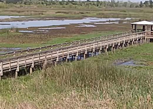 Cattail Marsh Boardwalk and Marsh in Beaumont, TX