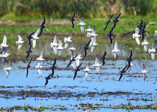 Flock of Birds on Texas Gulf Coast