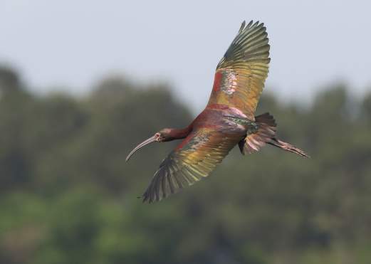bird