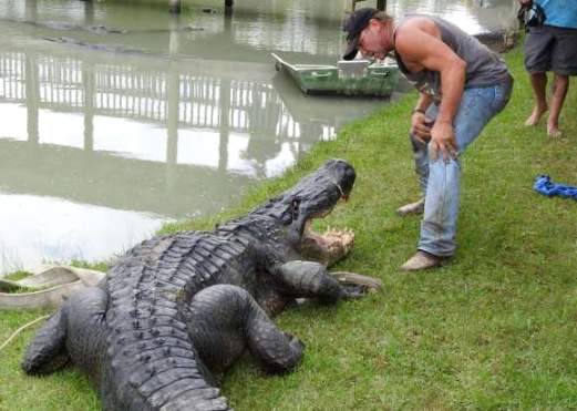 Beaumont's Big Texas: Alligator