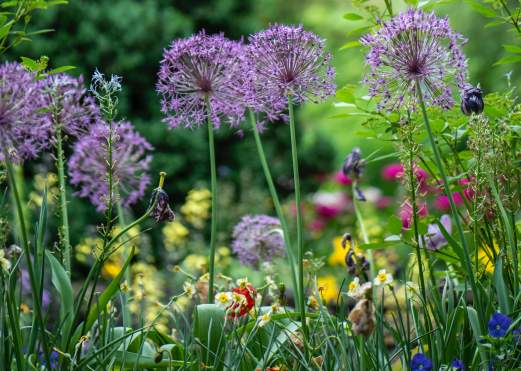 Multi-color flowers growing in a Beaumont garden