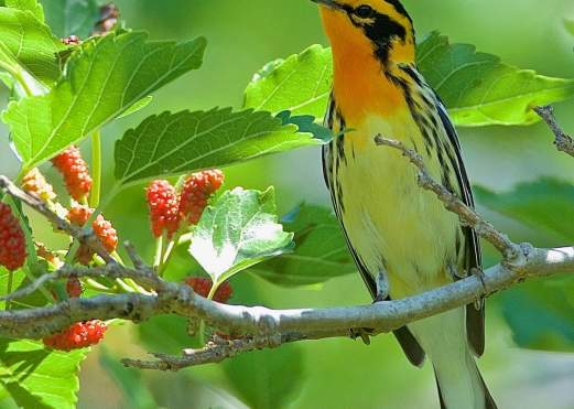Blackburnian Warbler near Beaumont, TX