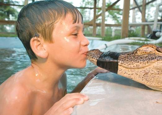 Greet a Gator