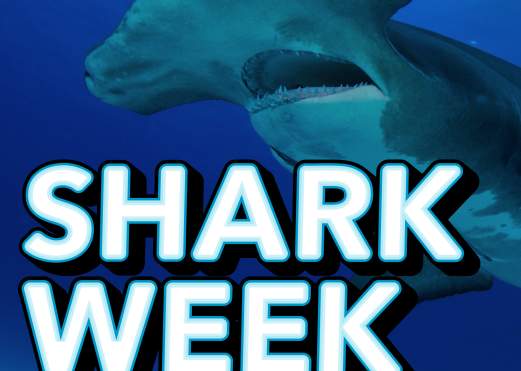Shark Week at BCM!