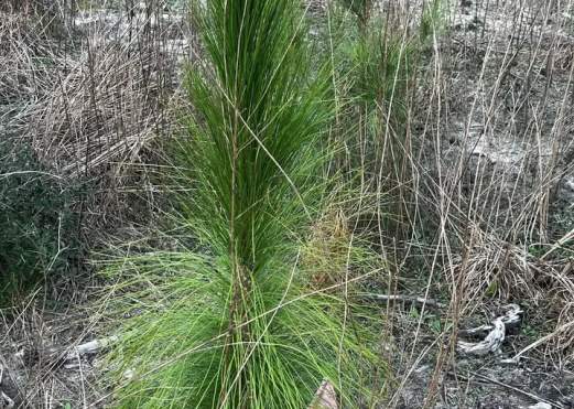 Longleaf Pine Restoration Hike