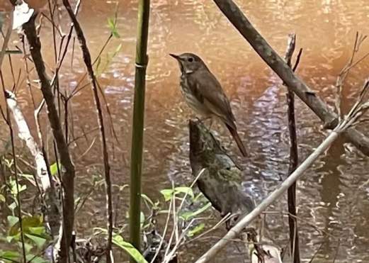 Birding for Beginners