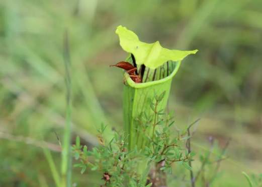 Nature Walk: Carnivorous Plants