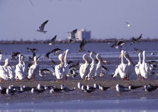 Bolivar Flats Beach Ramble