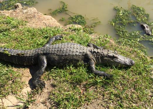 Gator Country Swamp Tours