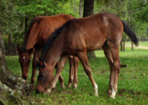 Tyrrell Park Stables