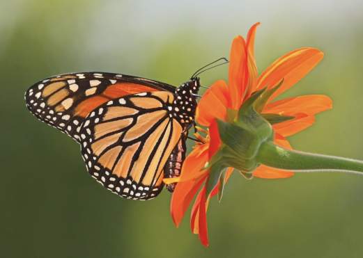 “March Monarchs” Painting class