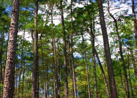 Roy E. Larsen Sandyland Sanctuary