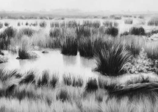 Opening Reception- Ken Mazzu: Wetlands