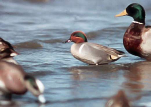 Texas Point National Wildlife Refuge