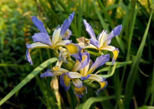 Beaumont Botanical Gardens