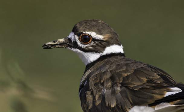 Birdwatching at Osage Park
