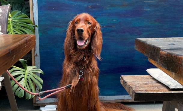 The Dog-Friendly Bentonville Itinerary Rudy Personally Recommends