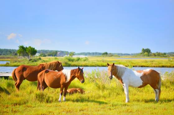 10 Places To Explore Wildlife in Ocean City, MD