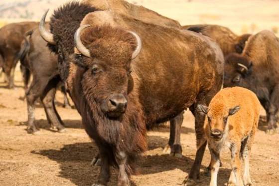 Everything You Need for an Incredible Buffalo Roundup