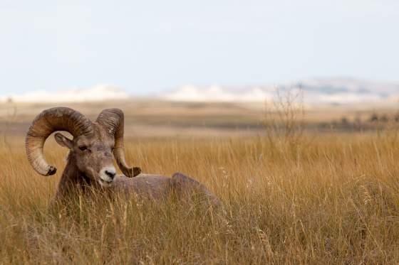 Black Hills Tour Company