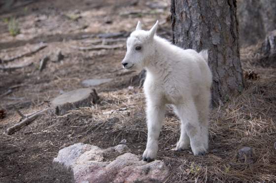 Oh Baby! - New Wildlife Emerges in the Black Hills & Badlands