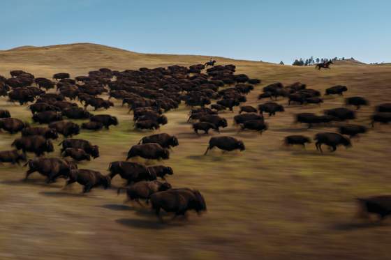 Everything You Need to Know for the Custer State Park Roundup