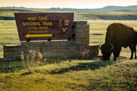 Wind-Cave-National-Park-Buffalo