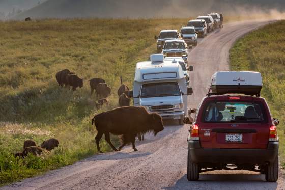Best Places for Animal Viewing in the Black Hills & Badlands