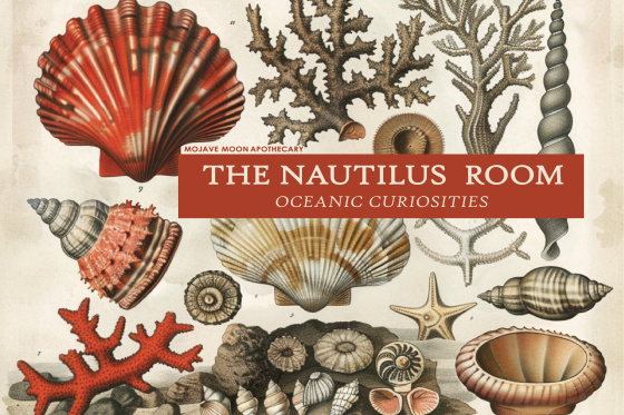 The Nautilus Room - Oceanic Curiosities
