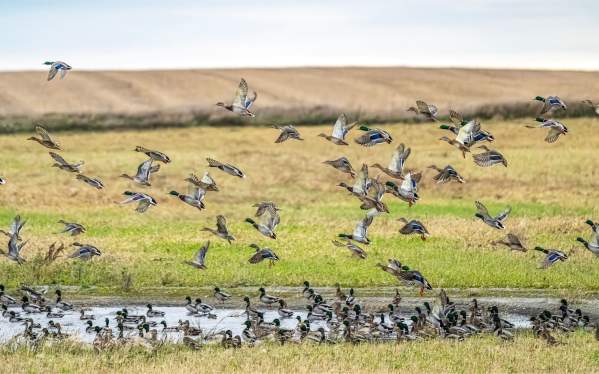 October 29 Outdoor Report: From Waterfowl to Walleye at Devils Lake with Kyle Blanchfield