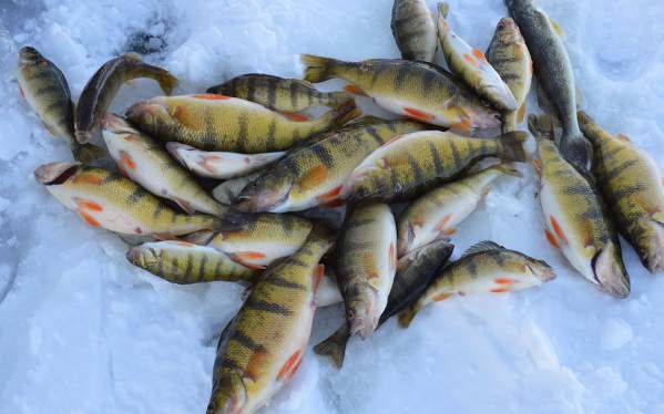 February 18 Devils Lake Ice Fishing Report: Late Season Success with Aaron McQuoid