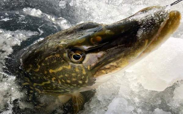 March 16 Report: 30 Inches of Ice and "Piles of Pike"