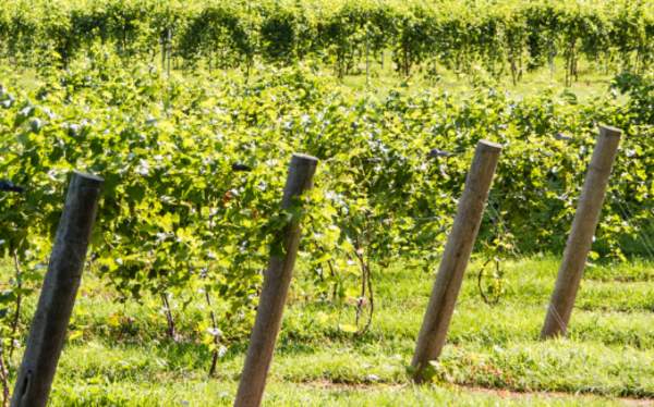 Sip Your Way through West Michigan’s Wine Country