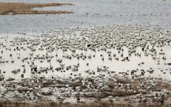 Montezuma NWR and Wetlands Trip