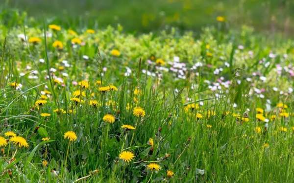 Backyard Weeds Workshop