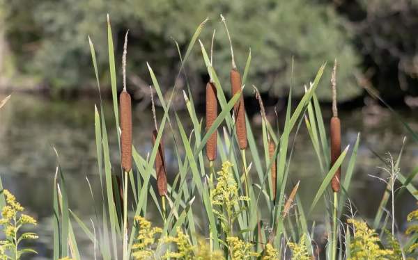Native Lifeways Workshop: Weaving with Cattails