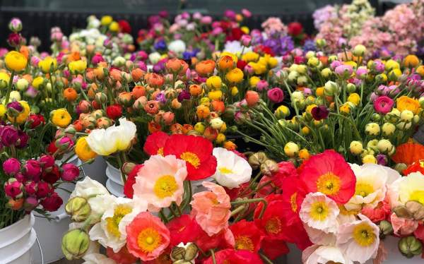 Art Farm Flowers