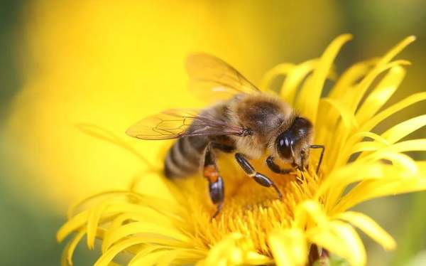 Lecture: The Buzz About Pollinators