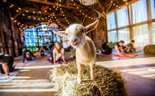 NY Goat Yoga at Gilbertsville Farmhouse