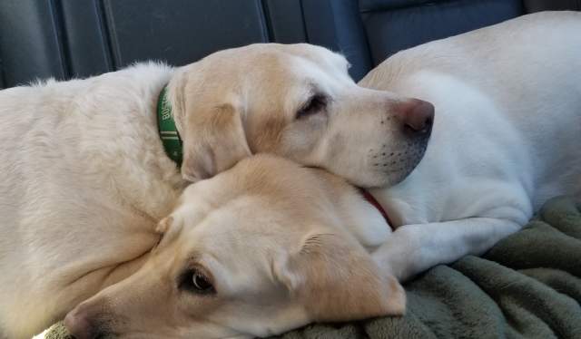 Pet Friendly Hotels Cheyenne WY-Two golden Labrador retrievers snuggle in the backseat of a car
