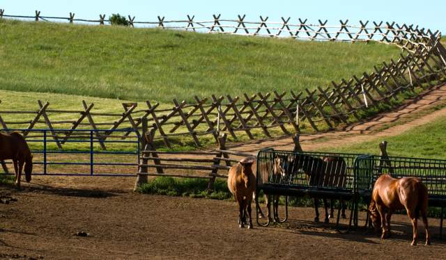 Horse Boarding Stables