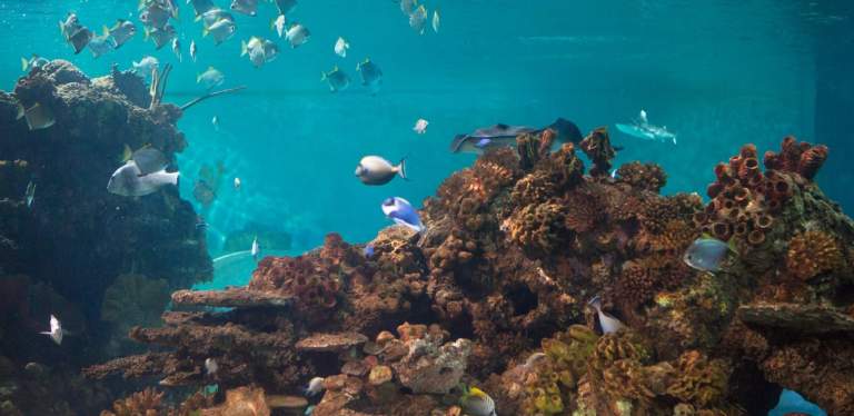 Hastings Aquarium